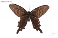 藏品(麝鳳蝶)的圖片